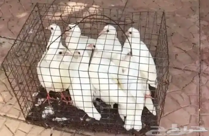 زغاليل حمام فرنسي 1