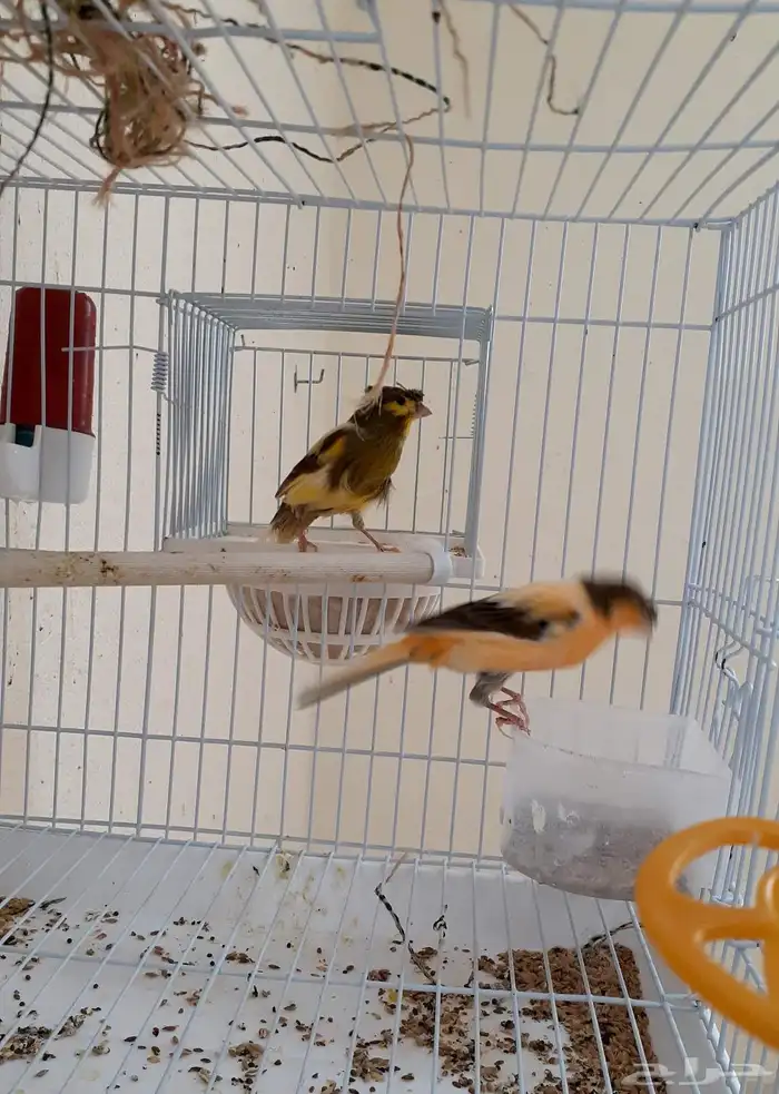 زوج كناري منتج ومغرد 1