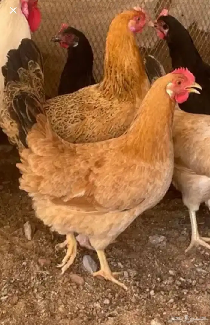 دجاج تركي للبيع 0