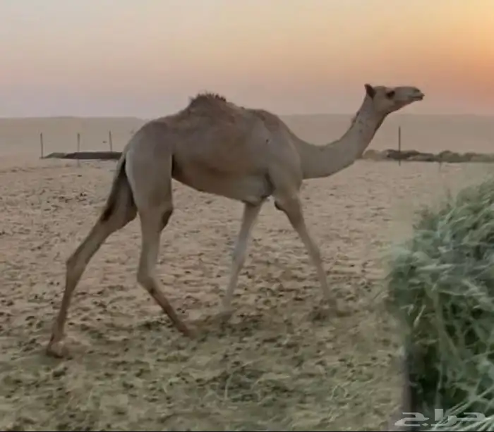 للبيع هجن الهجن سبوق الحقه 2