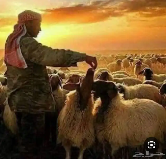 راعي غنم مزارعين 0