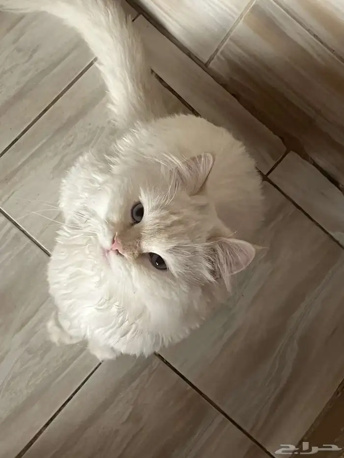 قطط للبيع بسعر خيالي 0