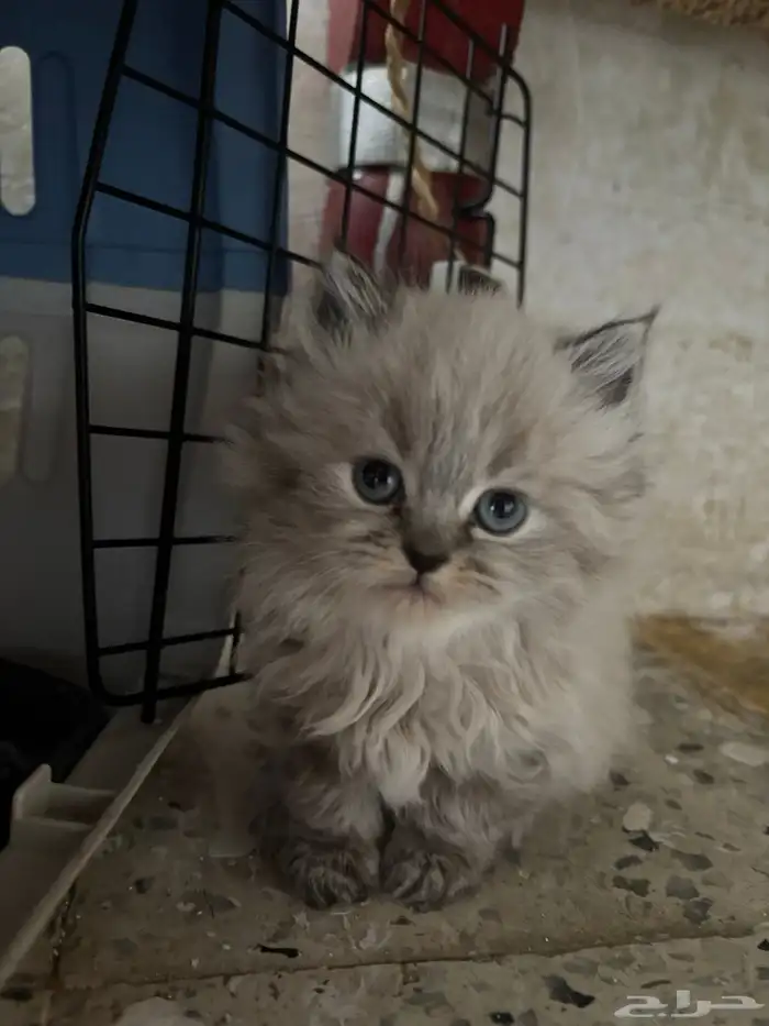 قطط رادقول وهملايا ( العمر شهر و 3 اسابيع ) 0