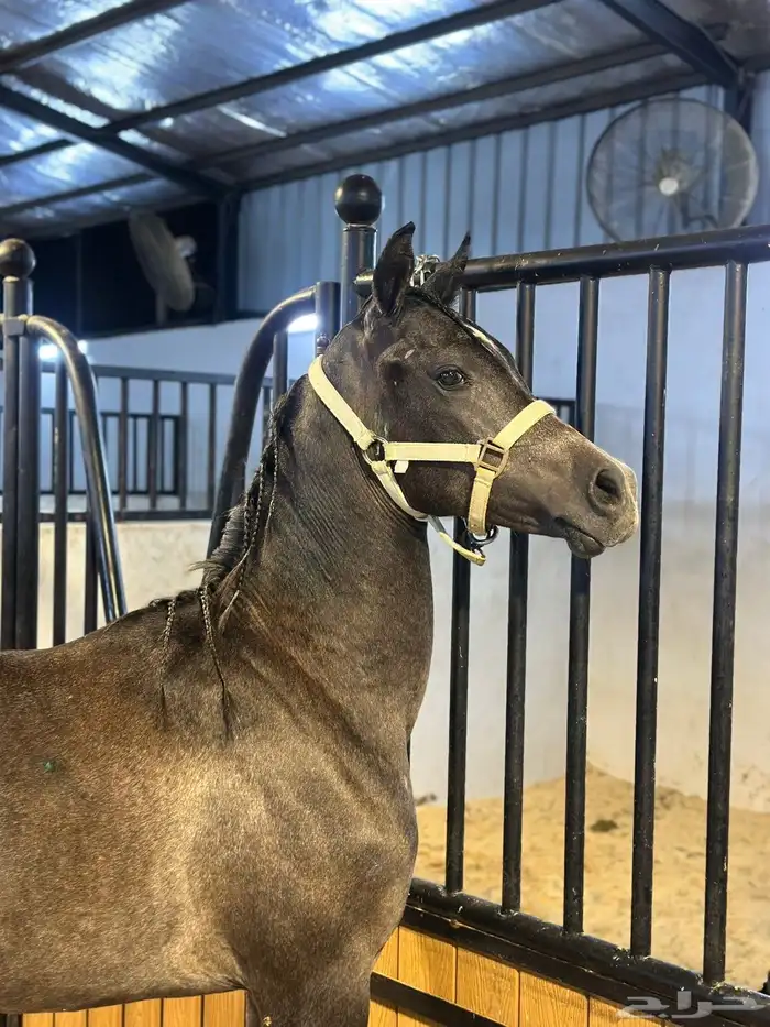 للبيع مهر عربي أصيل (بدون أوراق) 3