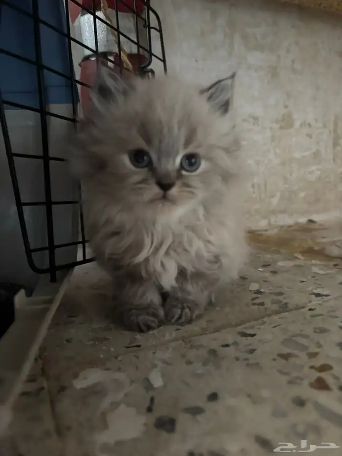 قطط رادقول وهملايا ( العمر شهر و 3 اسابيع ) 1