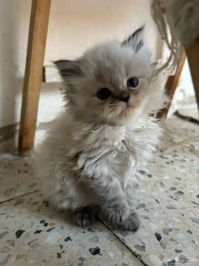 قطط رادقول وهملايا ( العمر شهر و 3 اسابيع ) 4