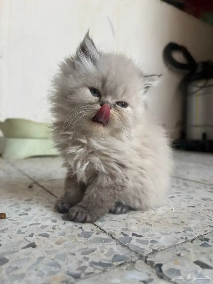 قطط رادقول وهملايا ( العمر شهر و 3 اسابيع ) 2