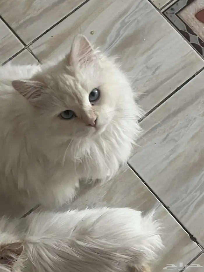 قطط للبيع بسعر خيالي 1