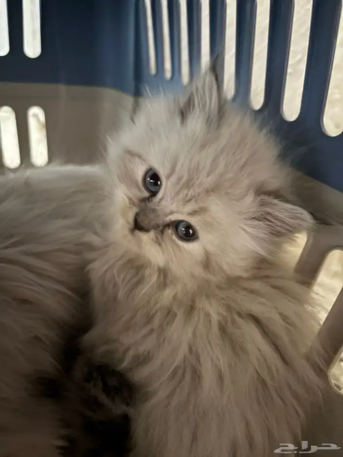 قطط رادقول وهملايا ( العمر شهر و 3 اسابيع ) 6