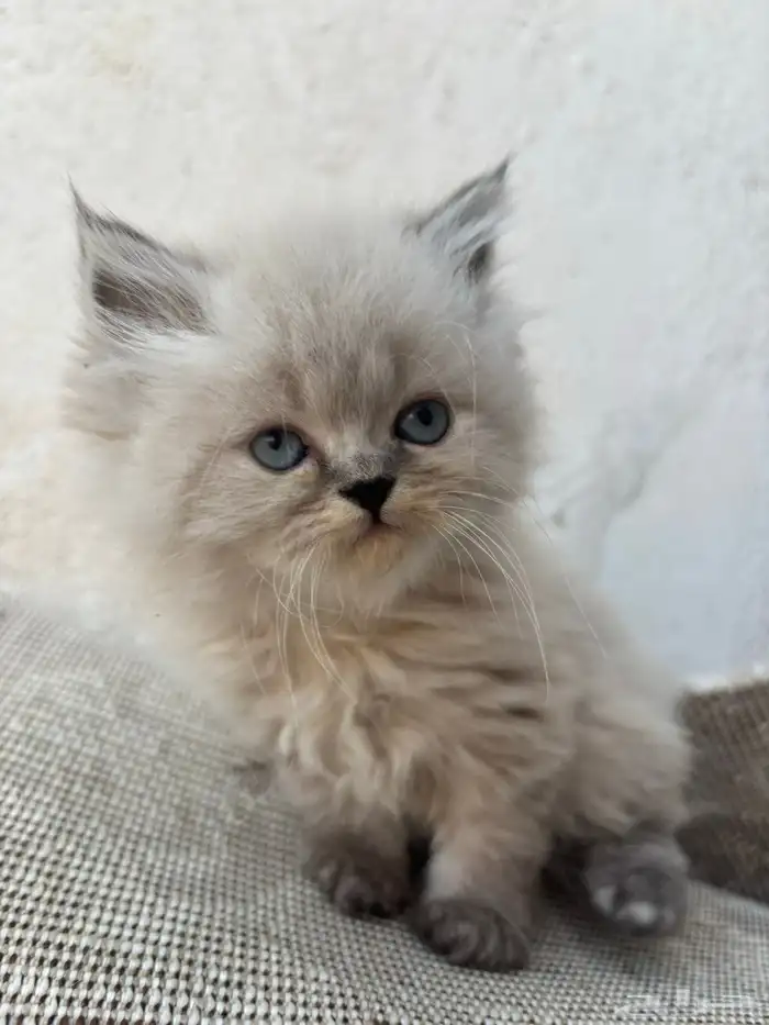 قطط رادقول وهملايا ( العمر شهر و 3 اسابيع ) 7