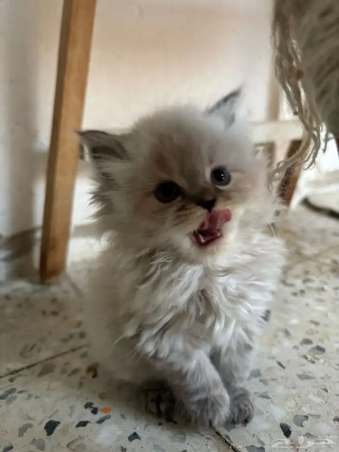 قطط رادقول وهملايا ( العمر شهر و 3 اسابيع ) 5