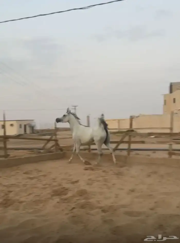 فرس شعبيه كفو 3