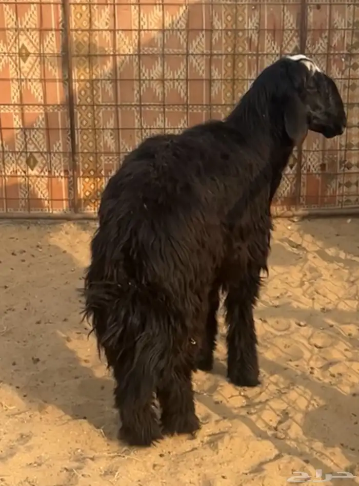 طلي ذبيحة مقفل طرف وظهر 2