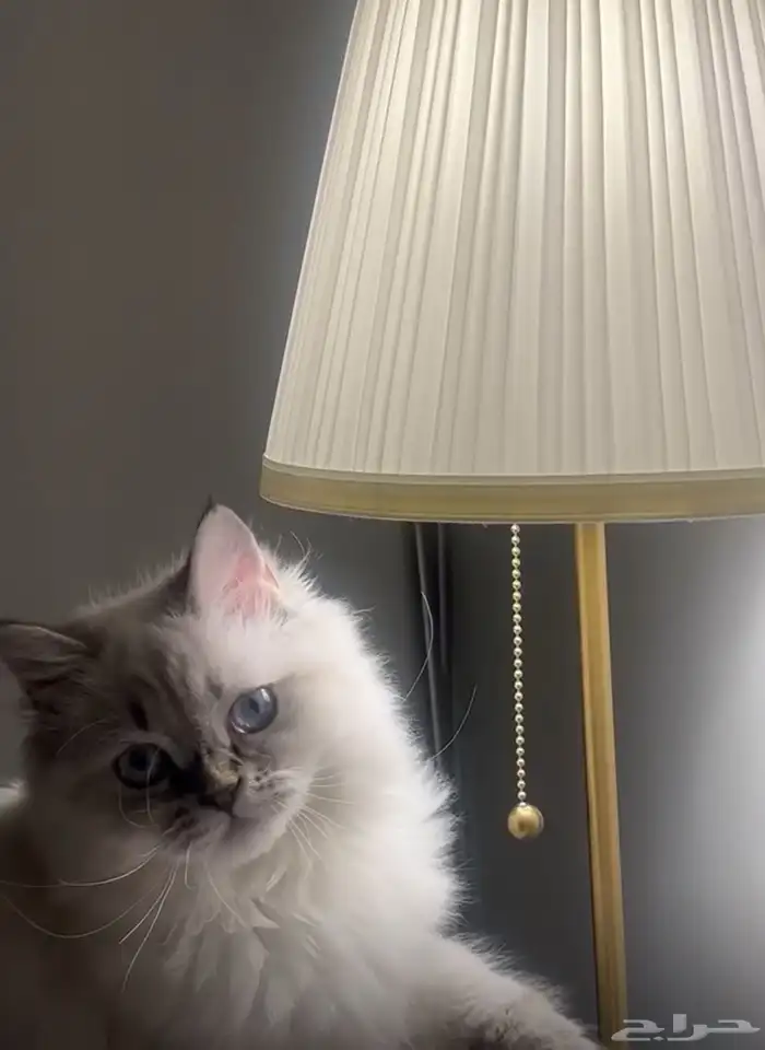قطة هملايا معقمة للتبني بدون مقابل مادي ( الرياض) 0