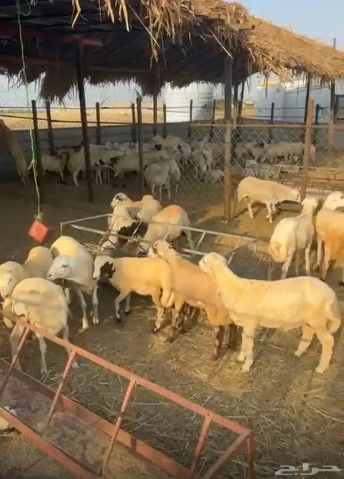 19 كبش بلدي 1