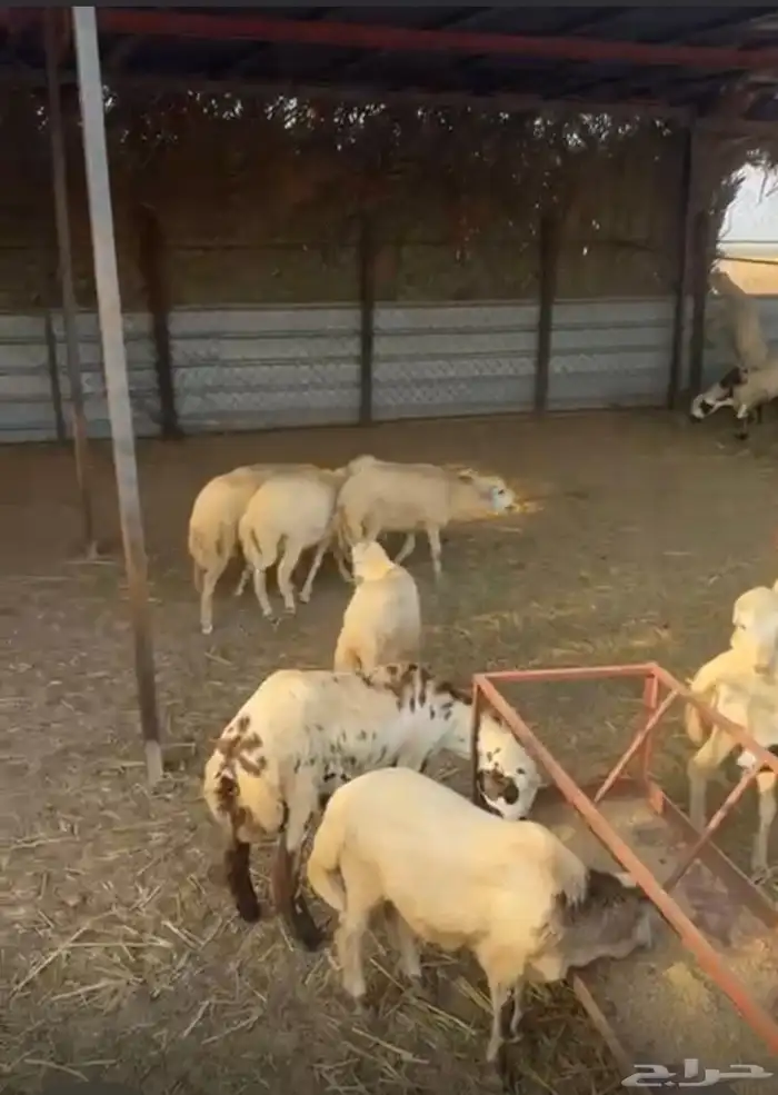 19 كبش بلدي 2