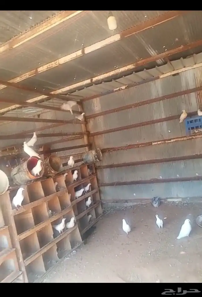 حمام عشة كامله العدد فوق 30 جوز ودجاج 0