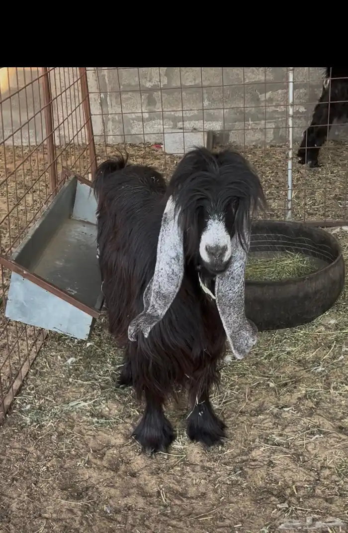 عارضيه رباع 0