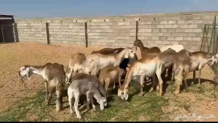 سواكن درمانيات فواخر 0