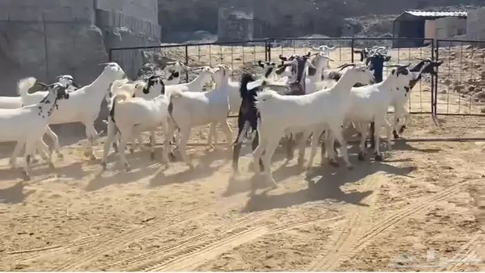 حفار بيشيات جذعات قرايب ولاد 0