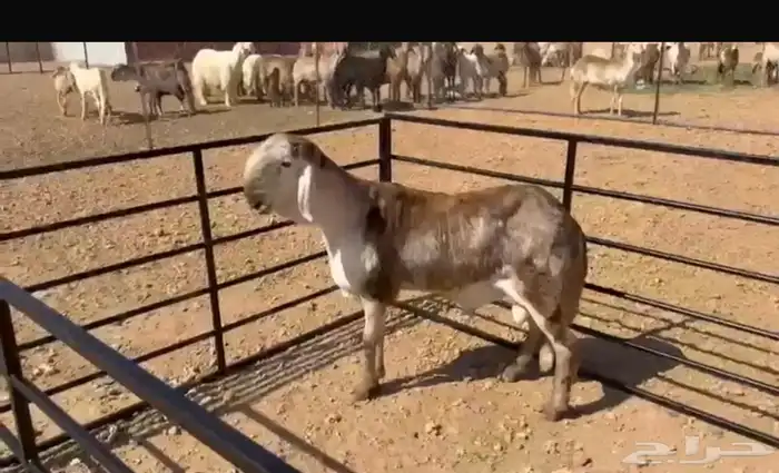 مشروع فحل فاخر سواكني درماني 0