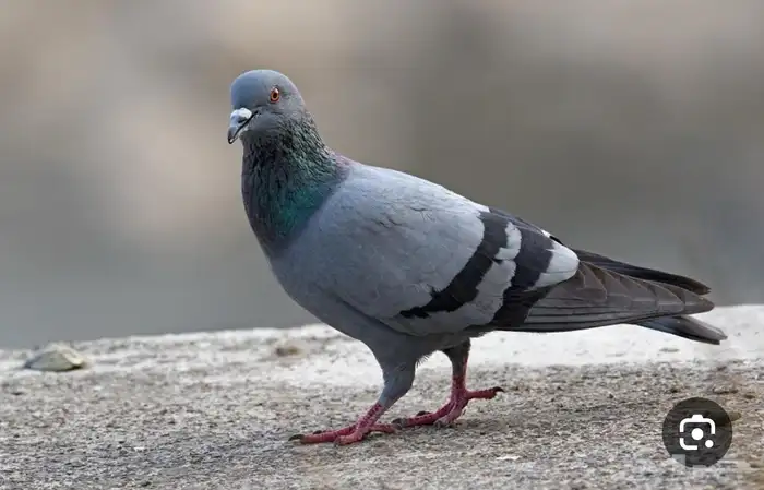 مطلوب حمام عادي دحل سوادي 0