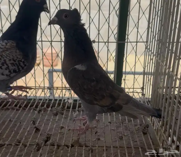 جوزين زاجل فراشه 6