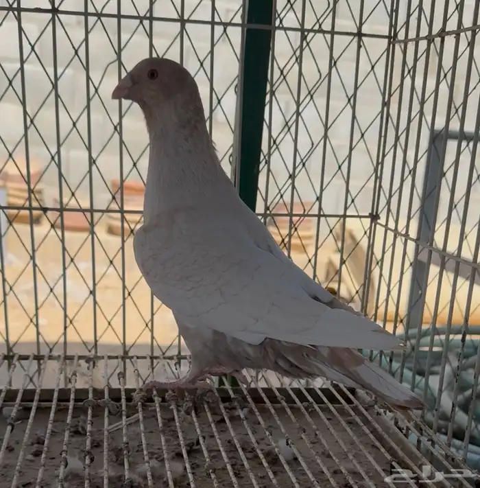 جوزين زاجل فراشه 0