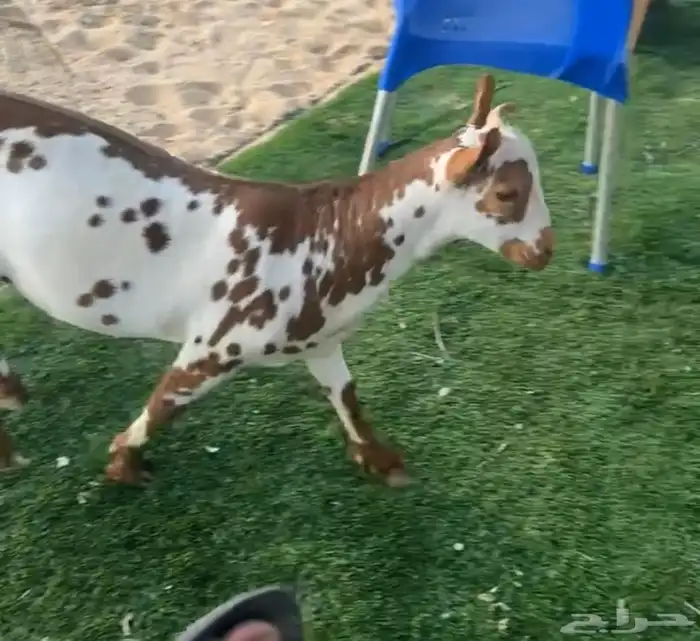 يوجد تيس عماني مشروع فحل جرم وجباره 1