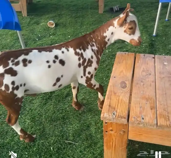 يوجد تيس عماني مشروع فحل جرم وجباره 0