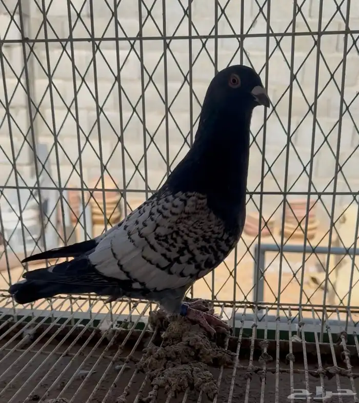 جوزين زاجل فراشه 4