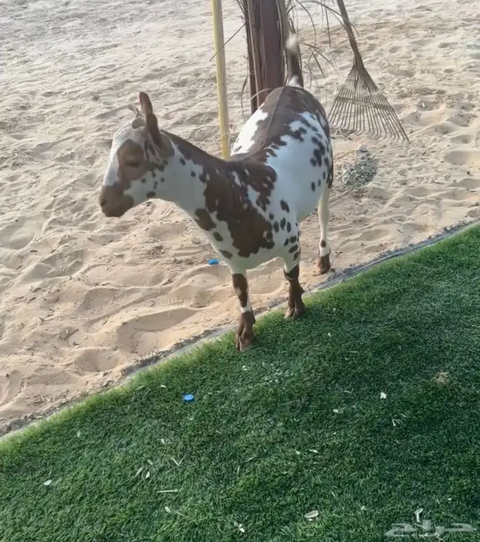 يوجد تيس عماني مشروع فحل جرم وجباره 2