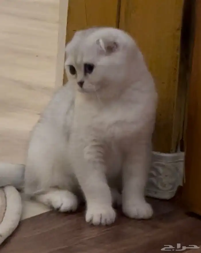 ماشاءالله بارك الله قطه سكوتش فولد 0