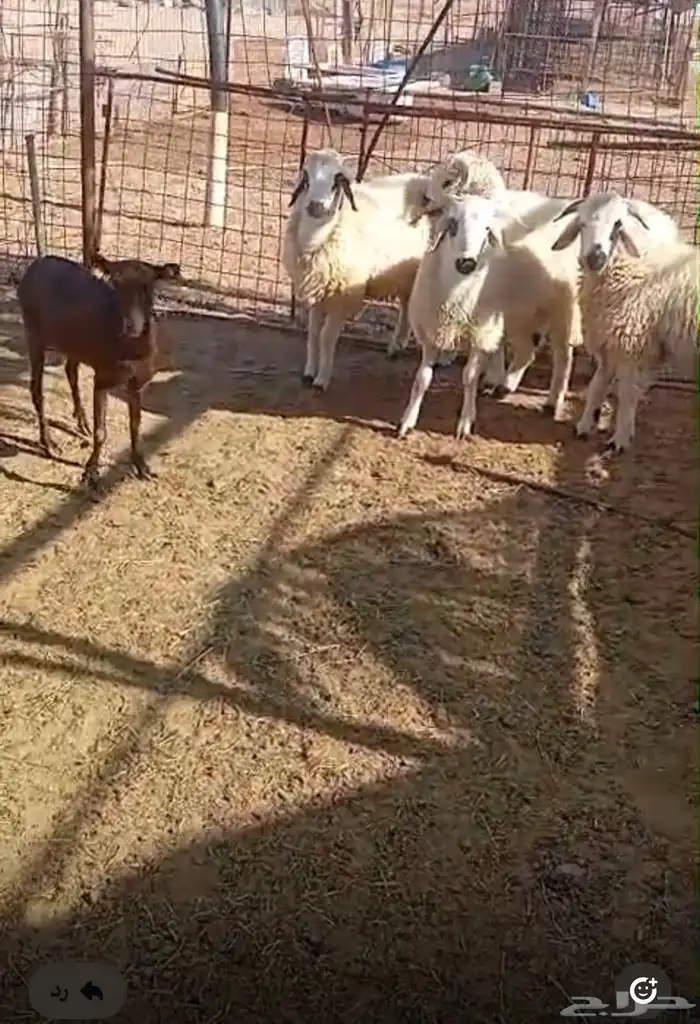 خرفان طيبة هجين 0