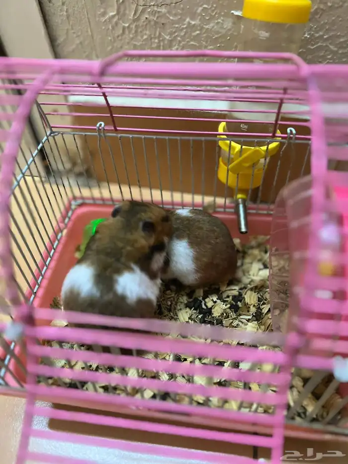 ازواج هامستر للبيع 0