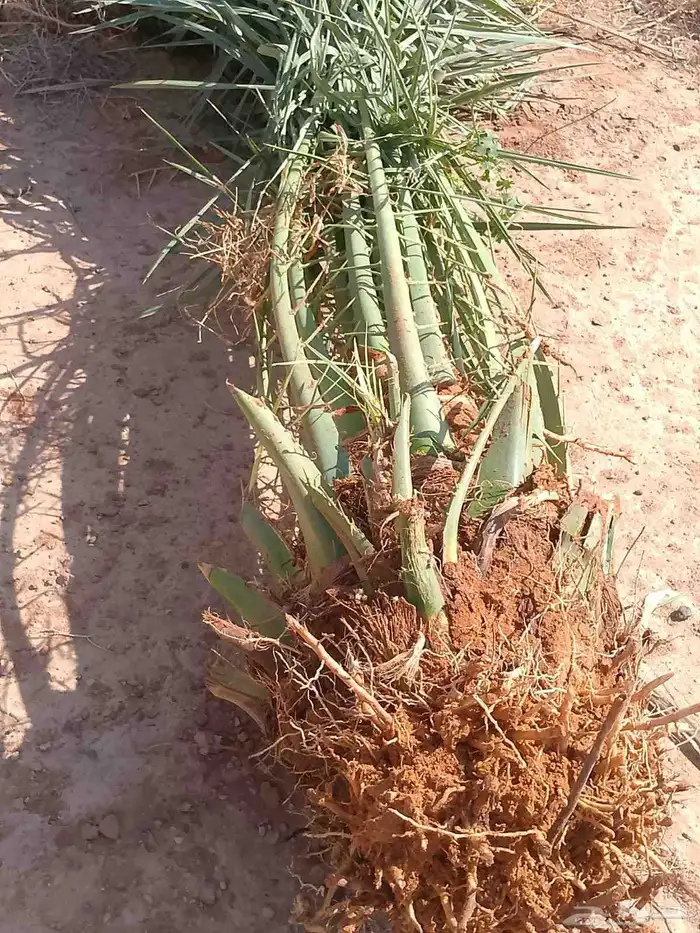 يوجد لدينا جميع انواع النخيل 1