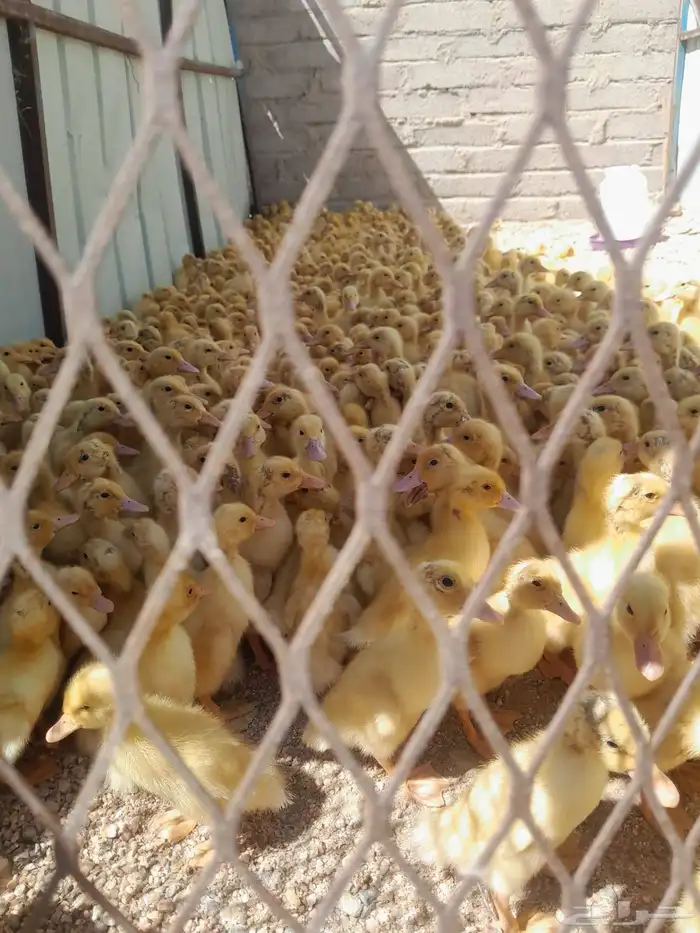 يوجد البط بكيني يوجد رومي صغير 1