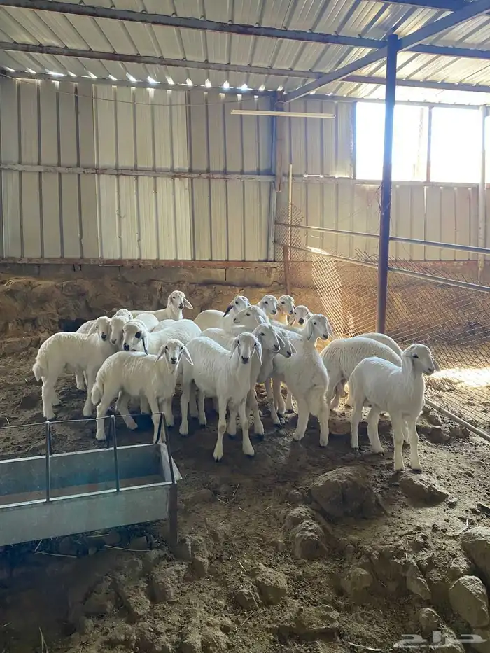 غنم جبال للبيع تحتها 21 فرش 1