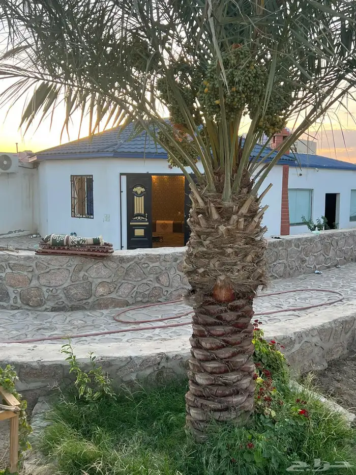 استراحة سكنية للبيع بالطائف بحي الرحبة 21