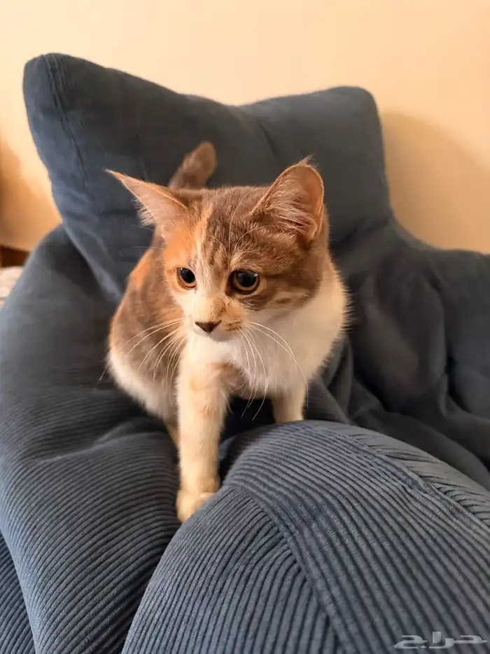 قطه للتبني اربع شهور 2