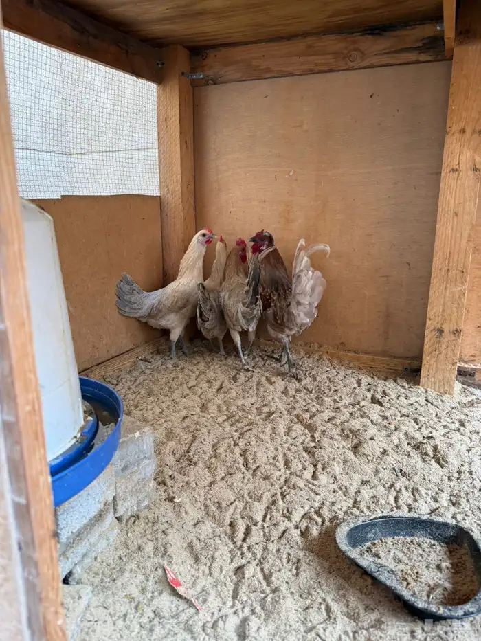 طقم ديكين ودجاجتين السعر 200 الموقع ضاحية الملك فهد 4