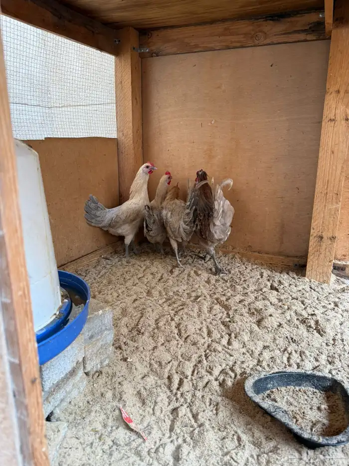 طقم ديكين ودجاجتين السعر 200 الموقع ضاحية الملك فهد 1