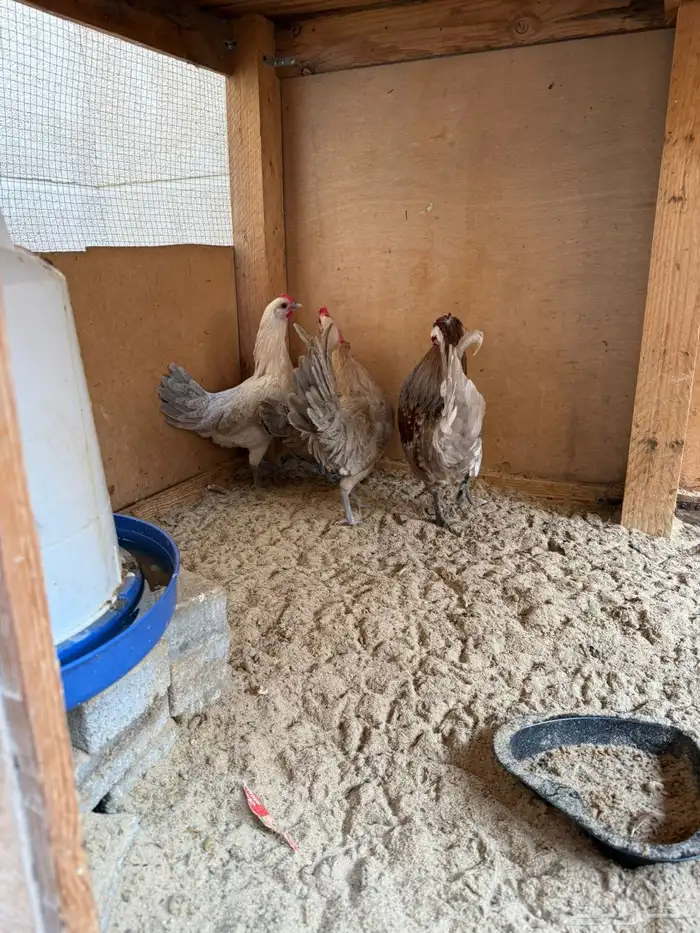 طقم ديكين ودجاجتين السعر 200 الموقع ضاحية الملك فهد 2