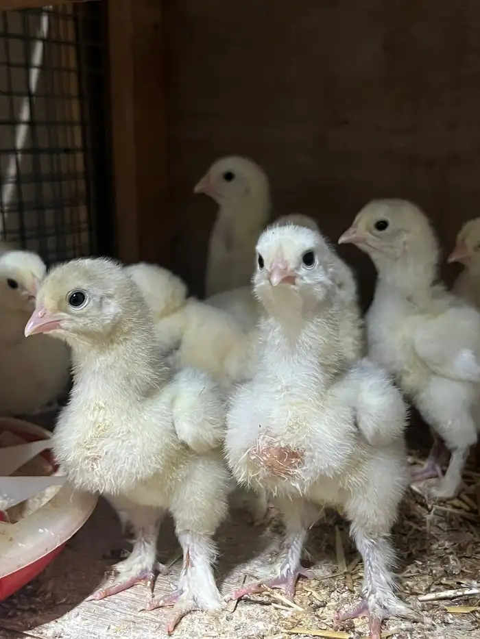 صوص براهما 0