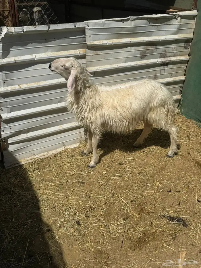 خروف اصفر للبيع 0