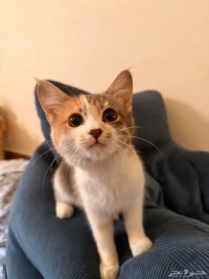 قطه للتبني اربع شهور 0