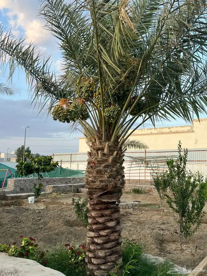 استراحة سكنية للبيع بالطائف بحي الرحبة 20