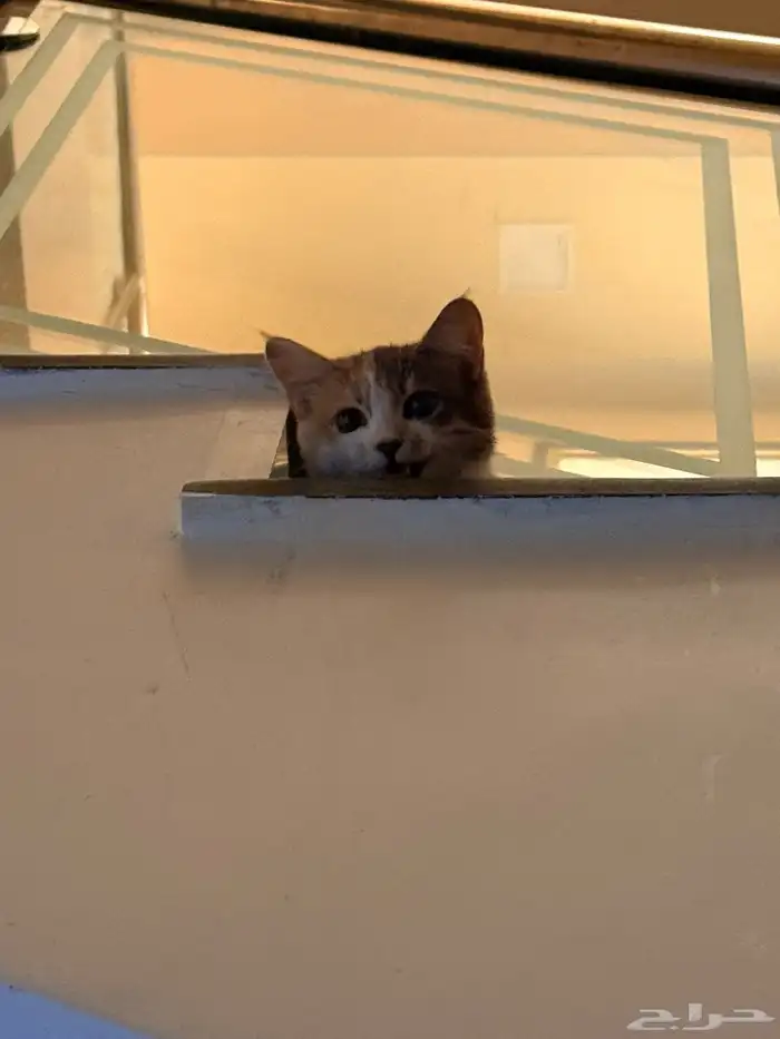 قطه للتبني اربع شهور 1