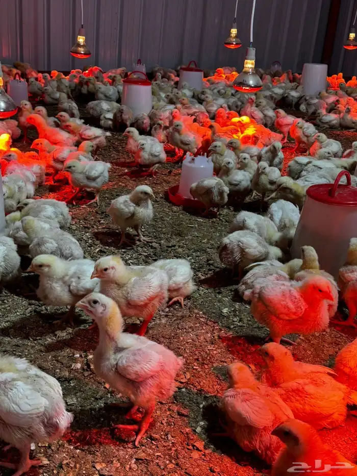 صيصان لاحم 0