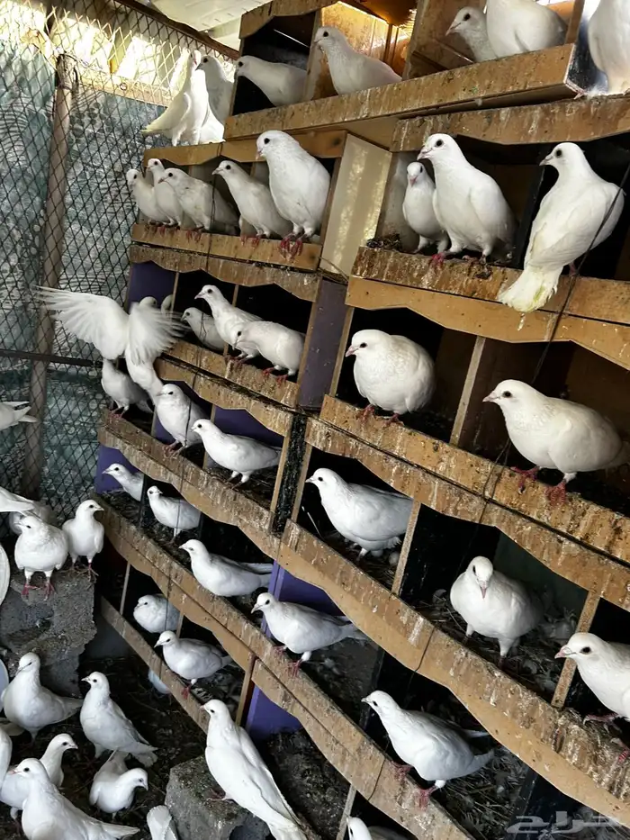 حمام فرنسي 2